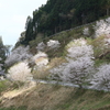 花の山里にて