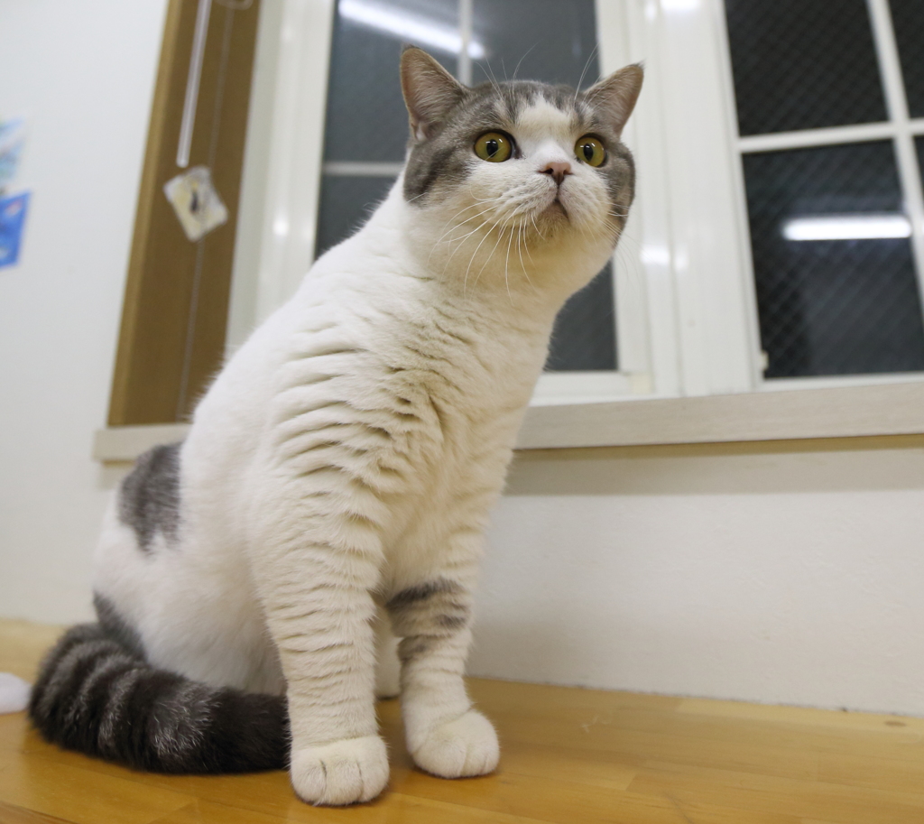 猫10