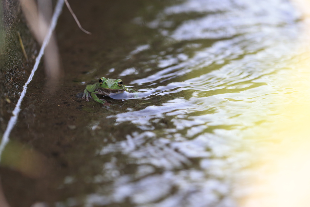 詳しいことは草野心平に聞いてくれ…