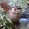 カワウソ2