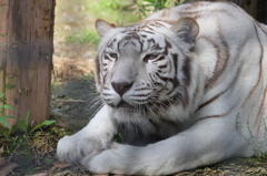 動物園16時。もうすぐ夕食。あ、飼育員さんやっときた…