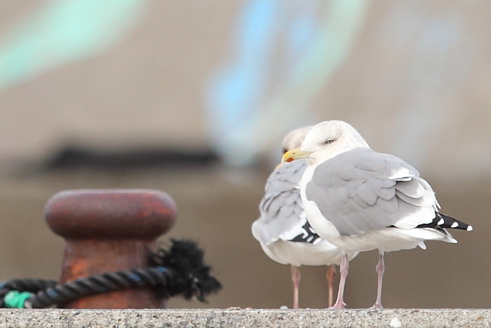片浦港にて 2　ウミネコ6