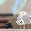 片浦港にて 2　ウミネコ6