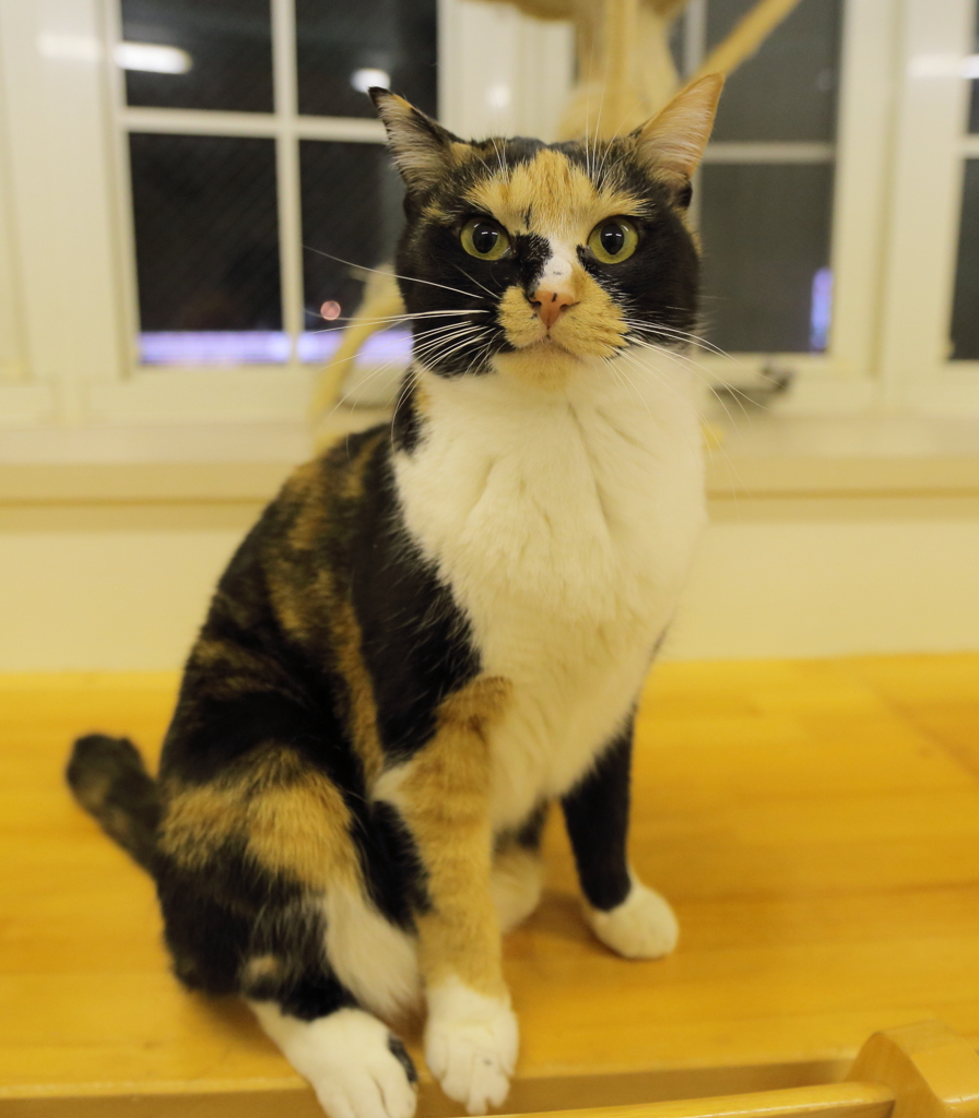 猫9
