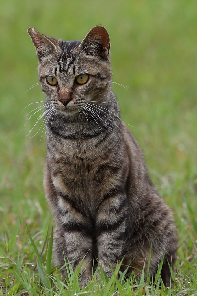 キジ猫