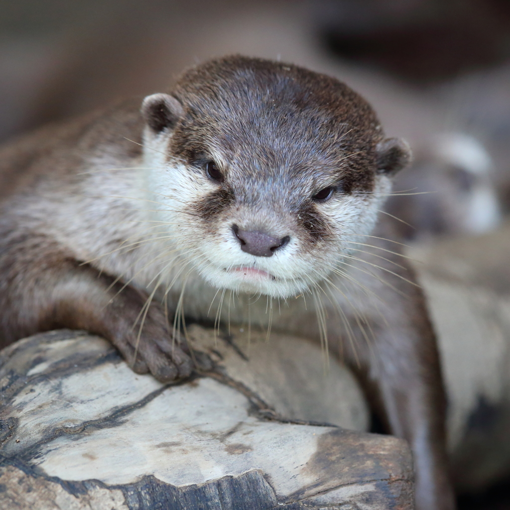 あっしでやんす。（カワウソ1）