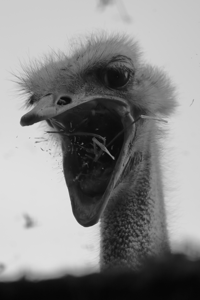 ダチョウ