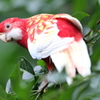 インコ1