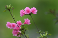 ツツジ1 ツツジ1