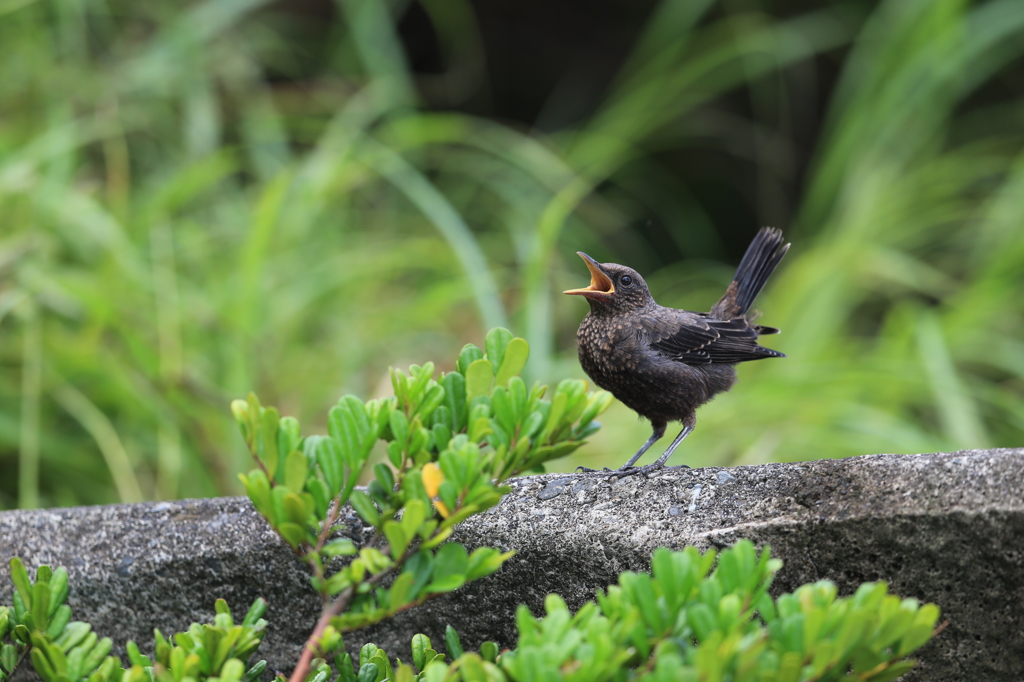 野鳥2