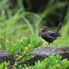 野鳥2