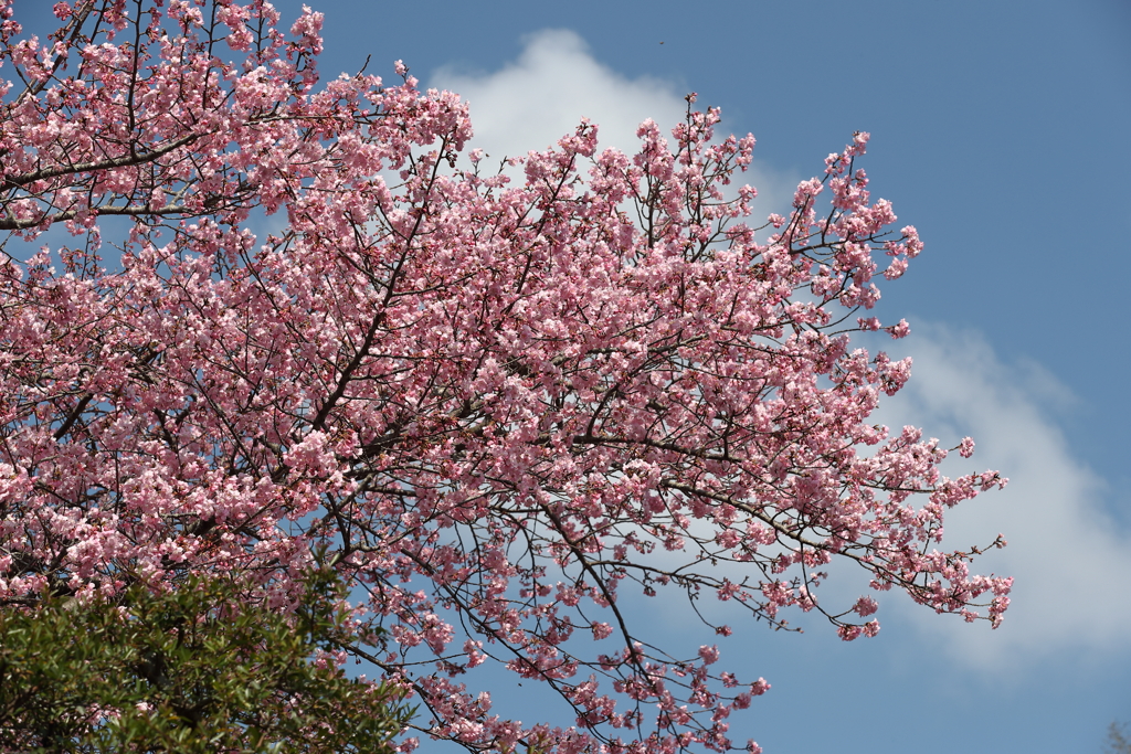 桜