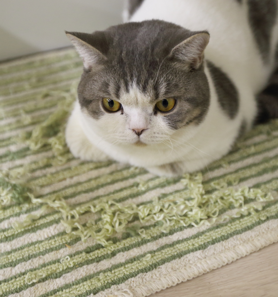 猫11