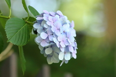 梅雨の季節