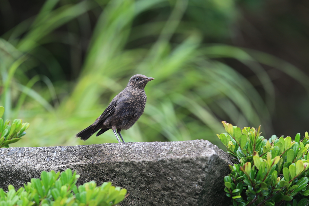 野鳥1