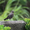 野鳥1