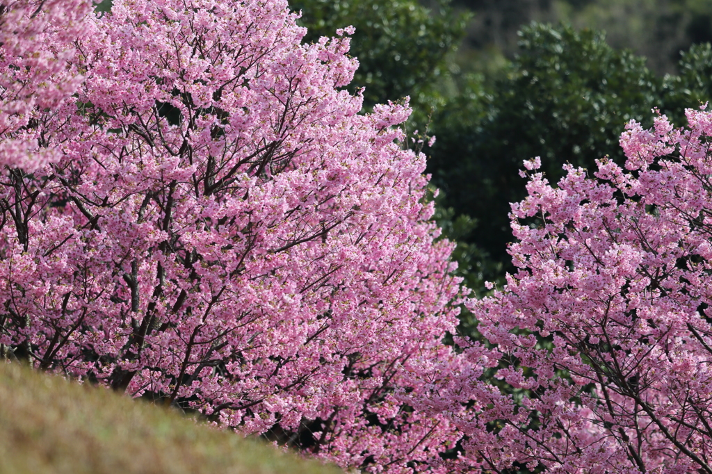 桜１