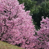 桜１