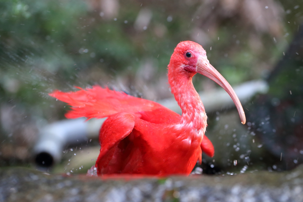 ショウジョウトキ2