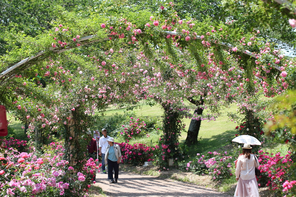 薔薇の季節