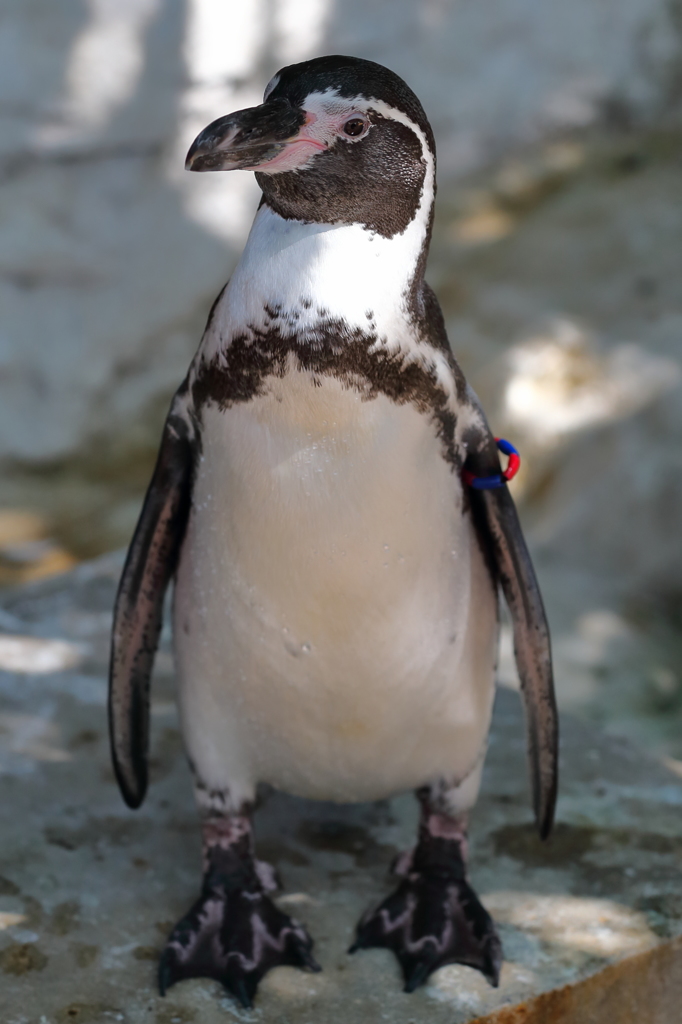 ペンギン2