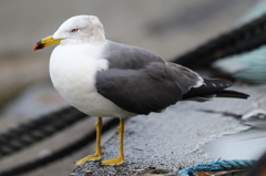 片浦港にて　ウミネコ5