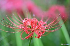 ｢彼岸花｣