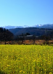 里山の春