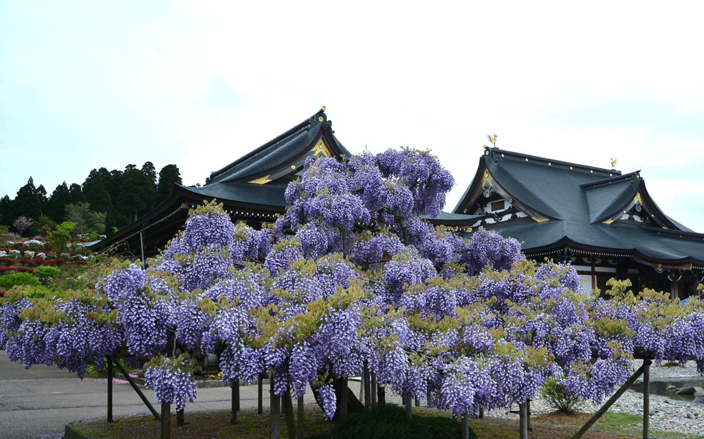 藤の花