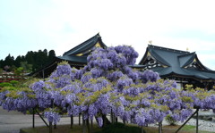 藤の花