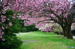 いにしえの八重桜