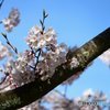 さくら花