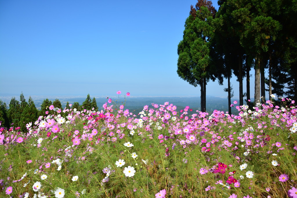 散居村展望台