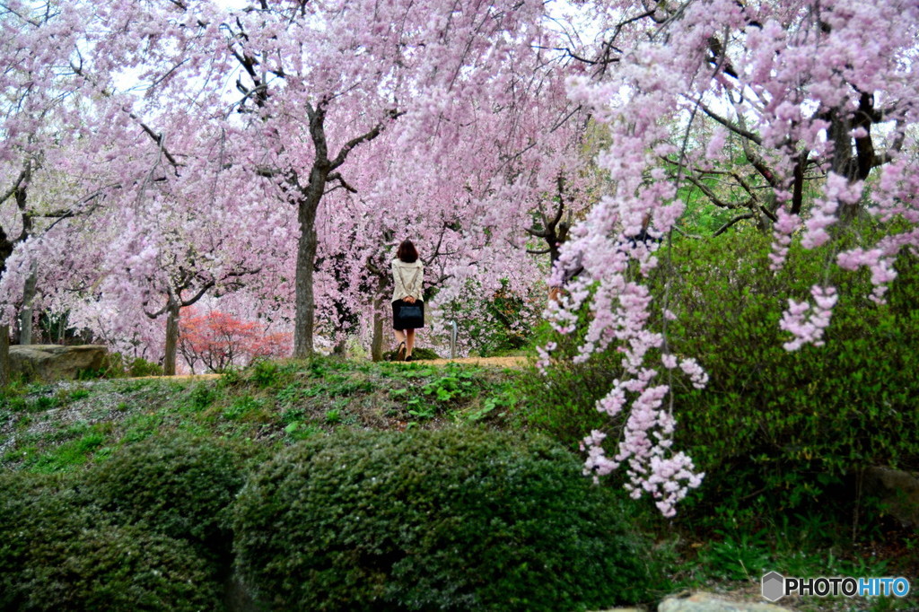 庭園の桜＃２