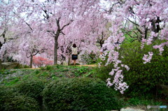 庭園の桜＃２