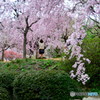 庭園の桜＃２