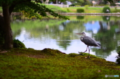 秋の装いの庭園＃2