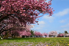 八重桜に囲まれて