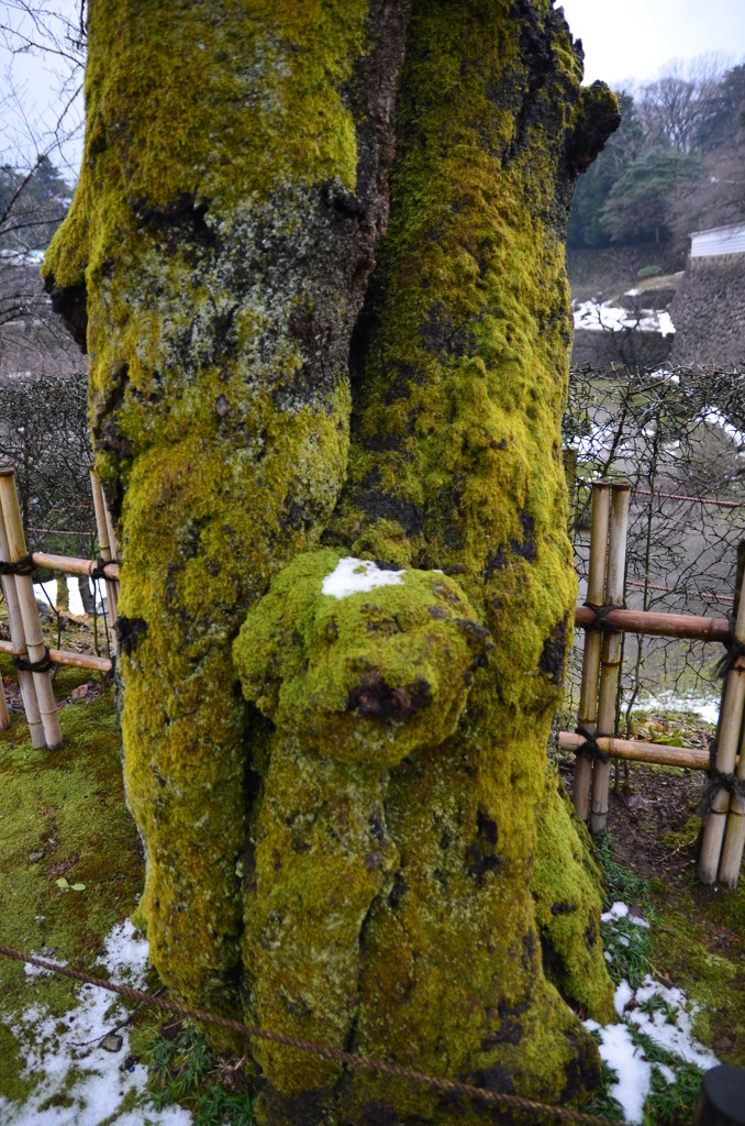 苔生すになった犬！