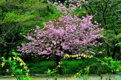 希望の…