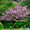 希望の…