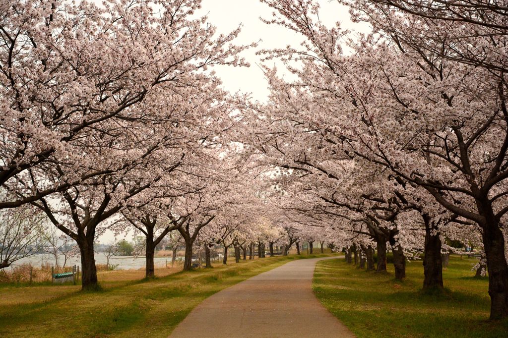 桜のトンネル？