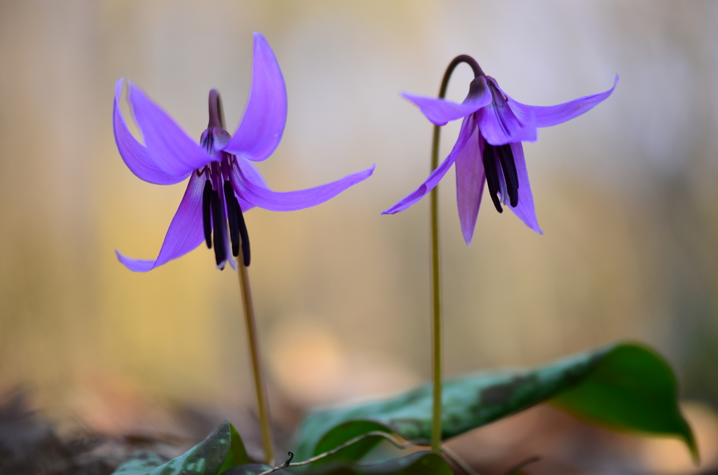 カタクリの花