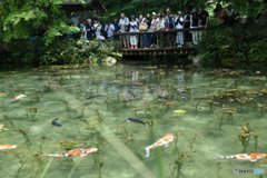 モネの池