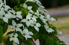公園 散策＃4