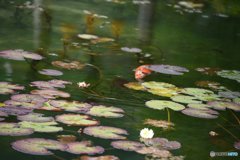 モネの池