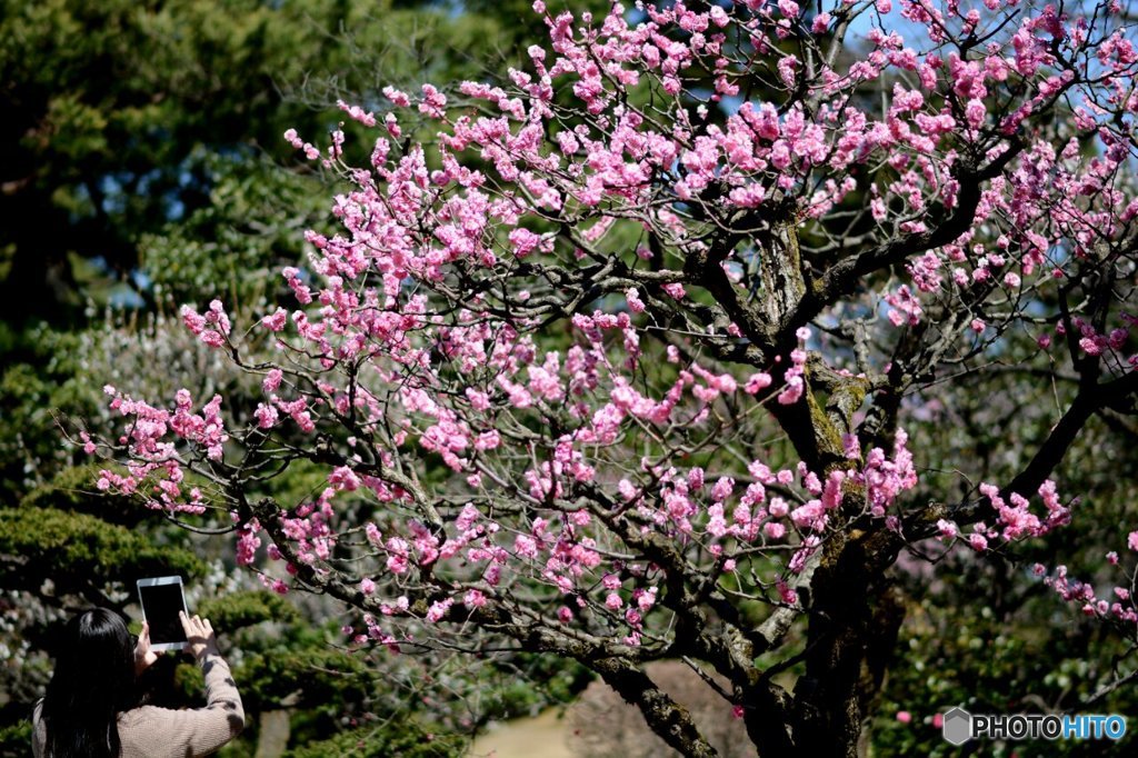 春の兼六園＃3