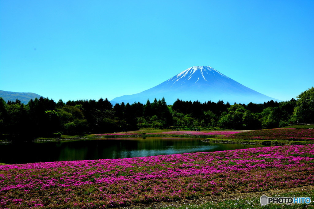 「惜桜」