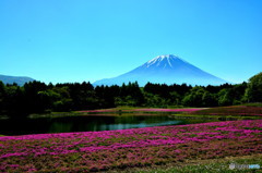 「惜桜」