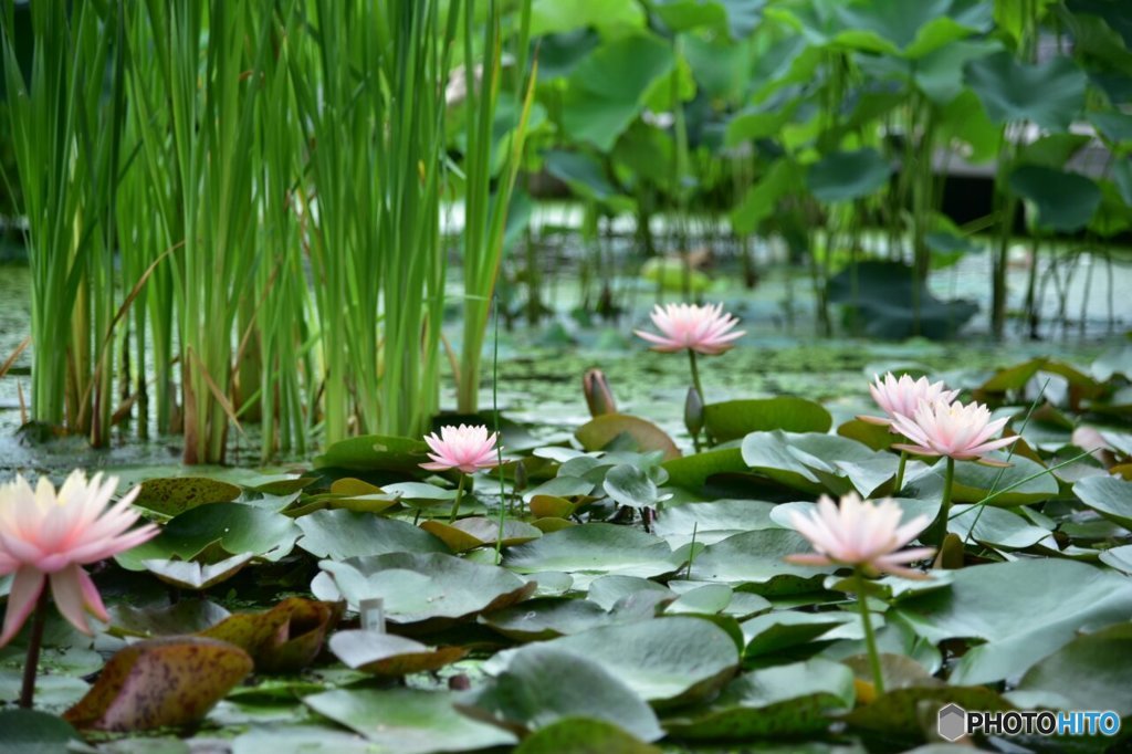 花はす公園